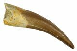 Fossil Plesiosaur (Zarafasaura) Tooth - Morocco #186229-1